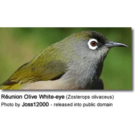 Réunion Olive White-eye (Zosterops olivaceus)