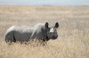 Rhinos Have Few Natural Enemies