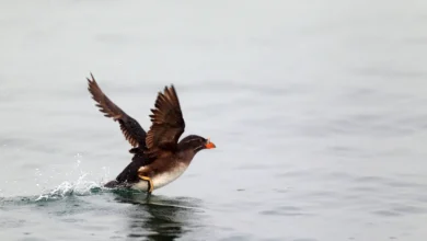 Rhinoceros Auklets