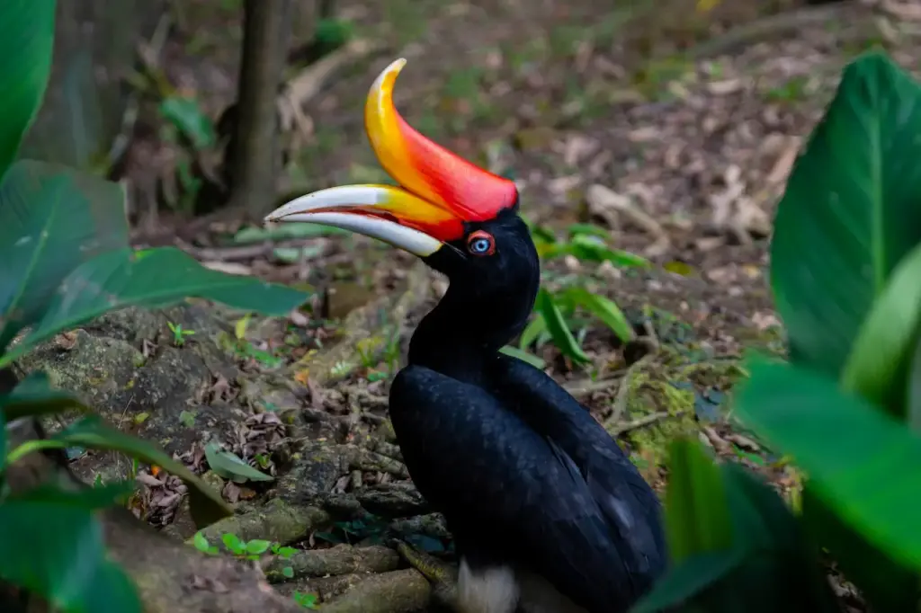 Rhinoceros Hornbill