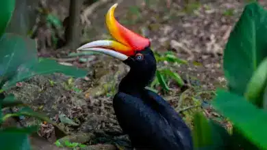 A Rhinoceros Hornbill is walking in the bushes in the forest.
