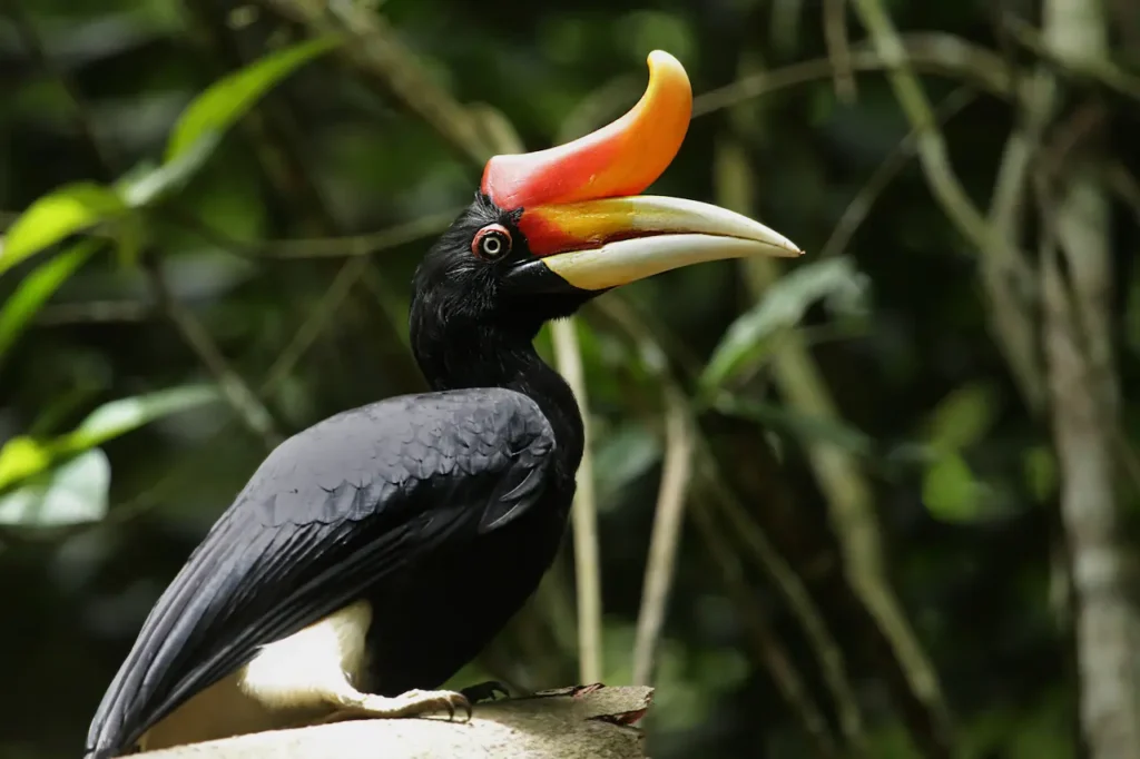 Rhinoceros Hornbill Image 