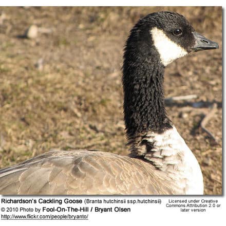 Richardson’s Cackling Goose (Branta hutchinsii ssp.hutchinsii)