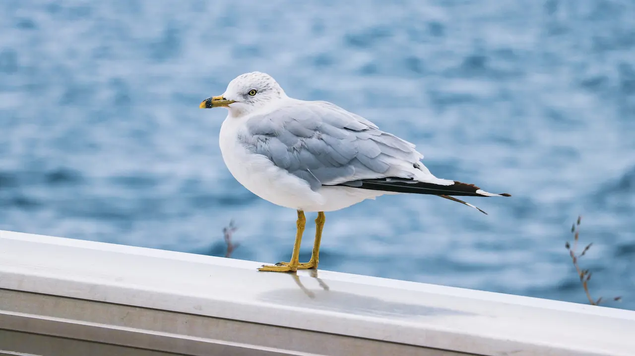 Ring-billed Gull Standing On The Concrete