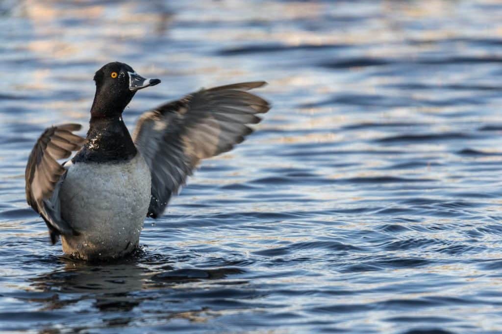 Ring-necked Duck Flapping It Wings