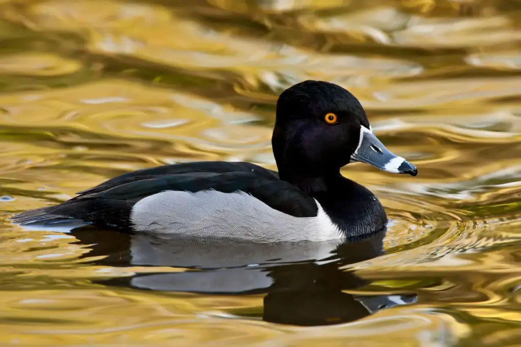Ring-necked Duck Image 