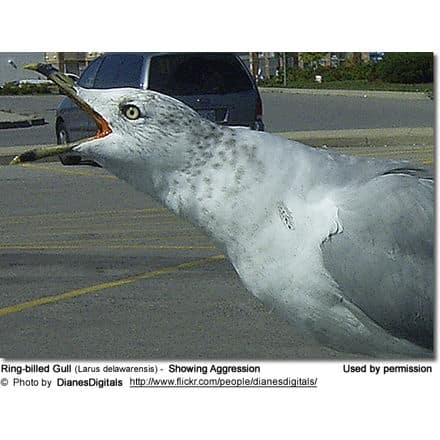 Ring-billed Gull (Larus delawarensis) - Showing Aggression