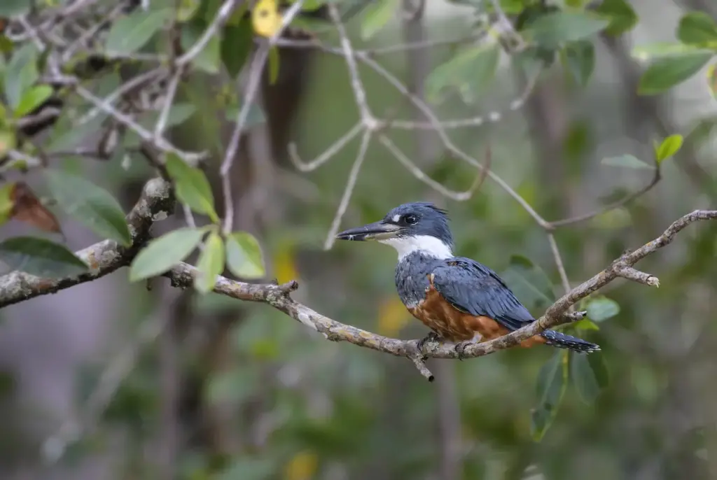 A Ringed Kingfisher Perched on Tree