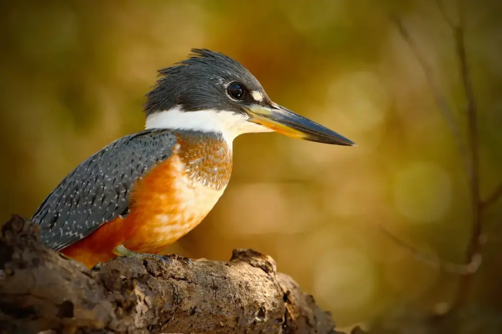 Ringed Kingfisher Closeup Image 