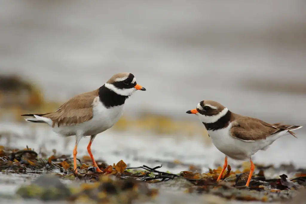 Pair Of Ringed Plovers On The Ground