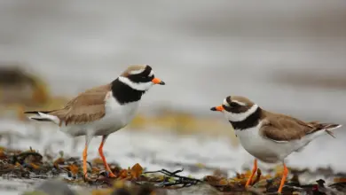 Pair Of Ringed Plovers On The Ground