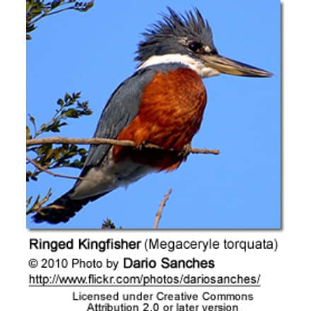 Ringed Kingfisher