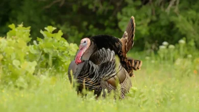 Rio Grande Wild Turkeys Looking for Foo in the Green Grass