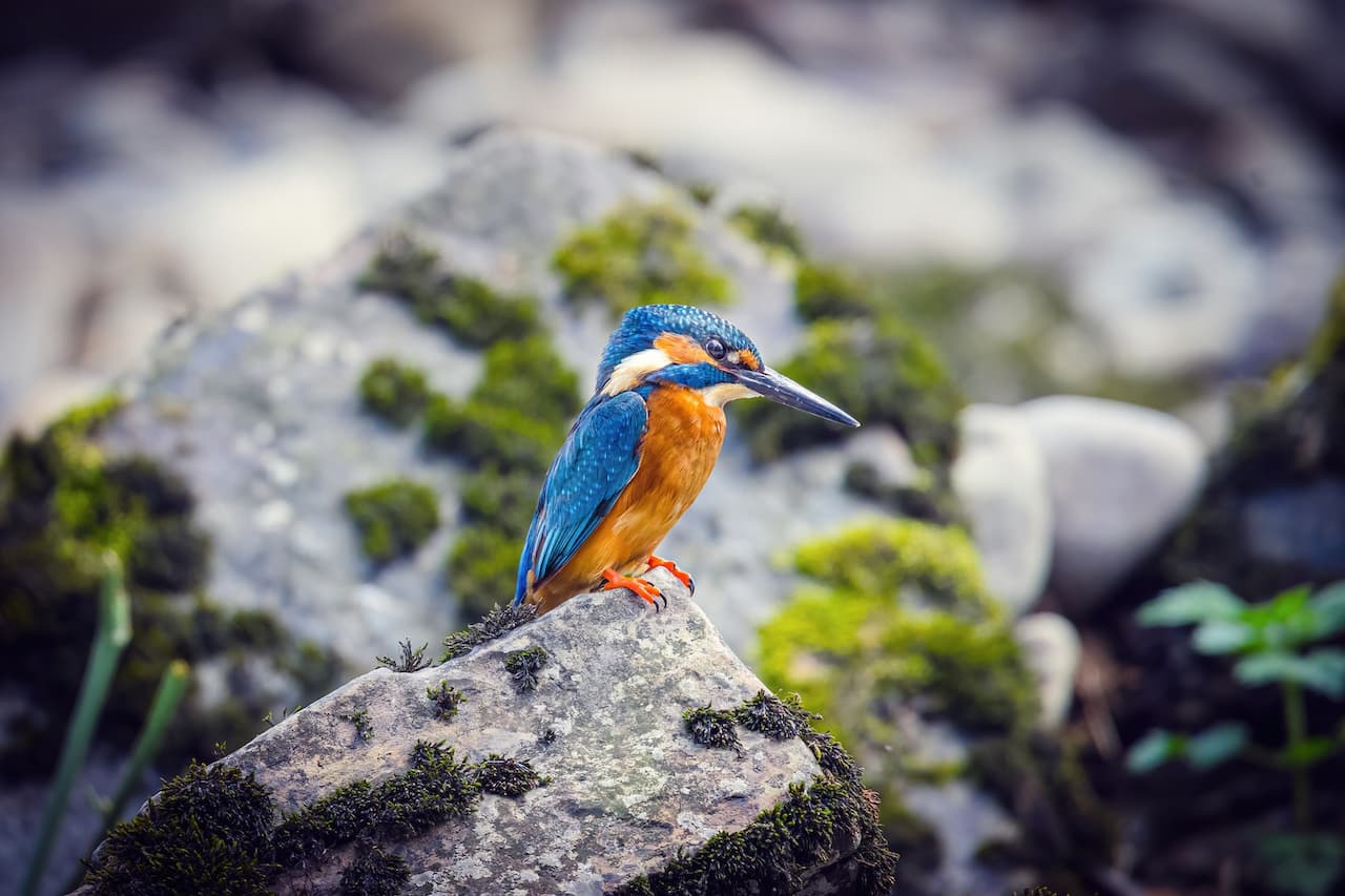 River Kingfishers sitting on a gray rock alone.