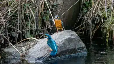 River Kingfishers on the Rocks Next to a a Water