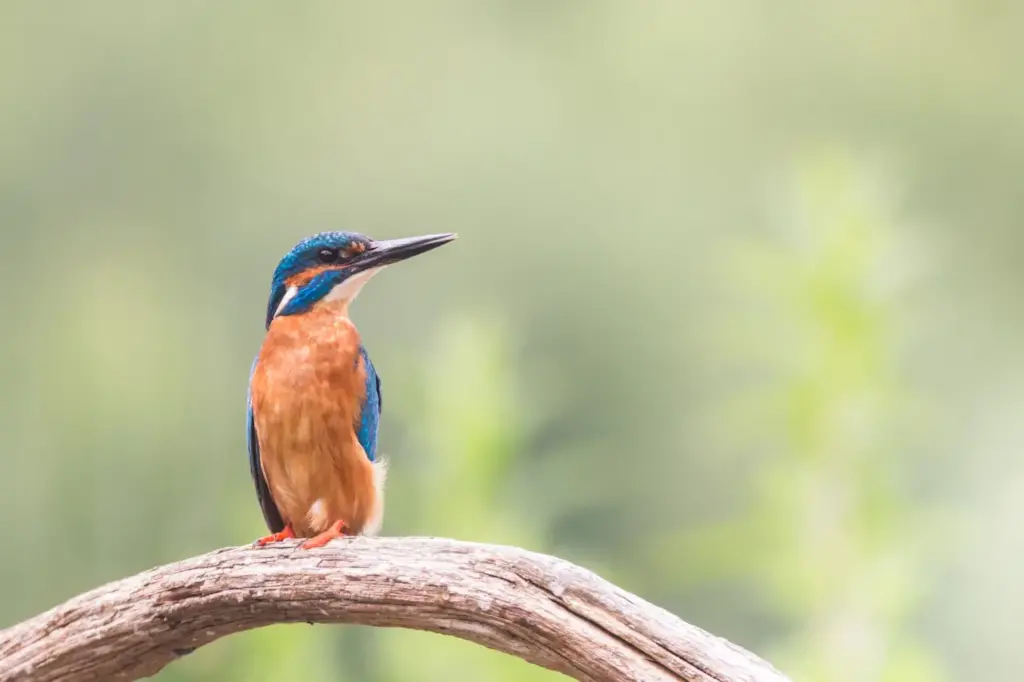 River Kingfishers on a Thorn