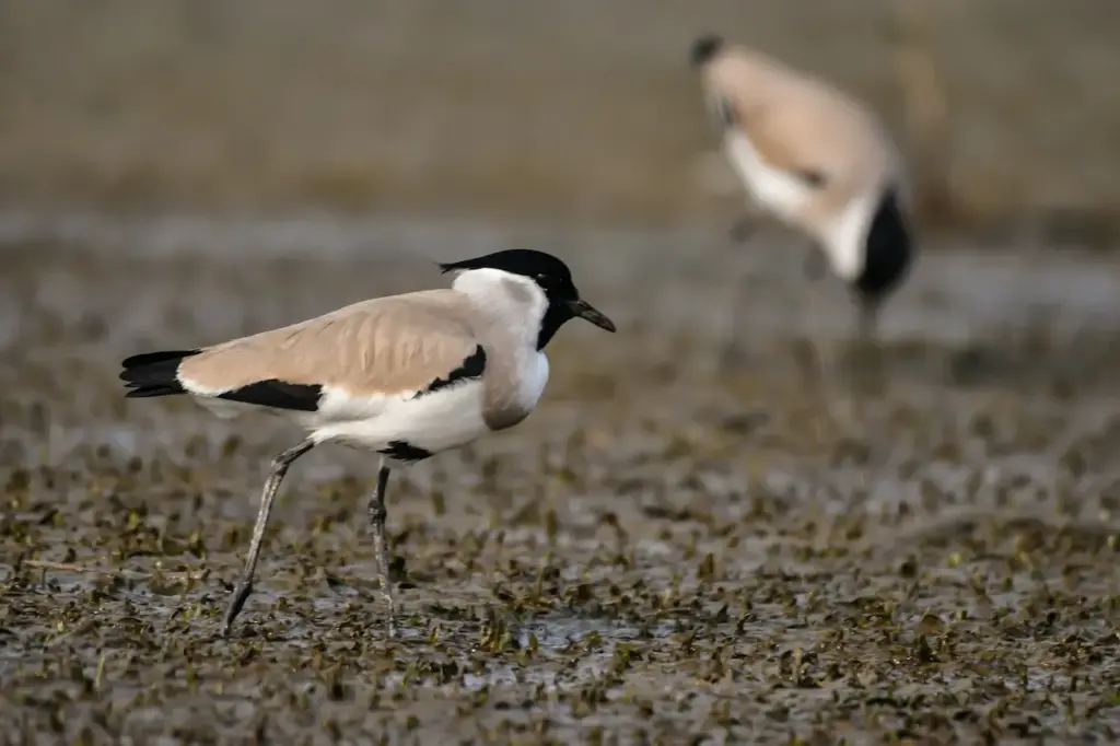 River Lapwings Searching For Food