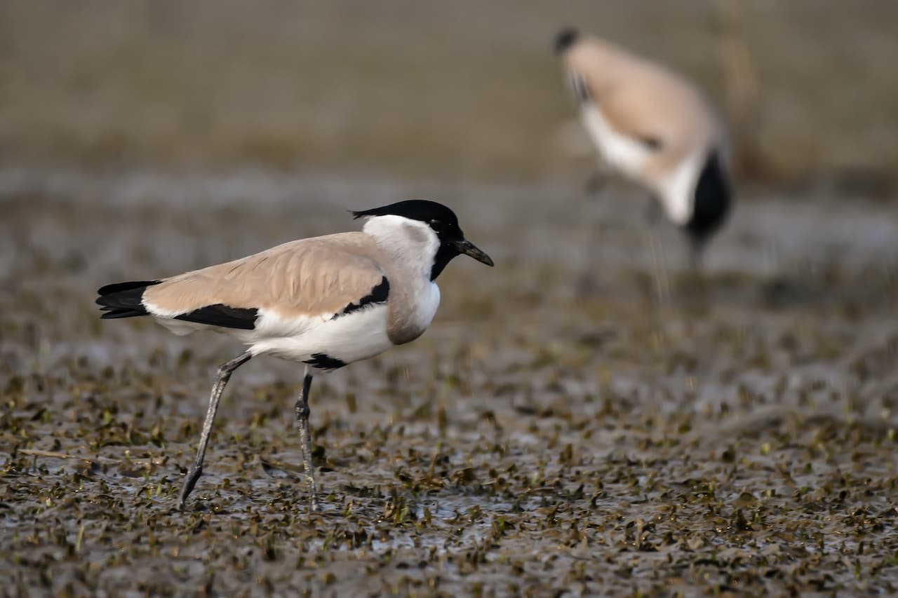 Two River Lapwings Standing In The Dirt