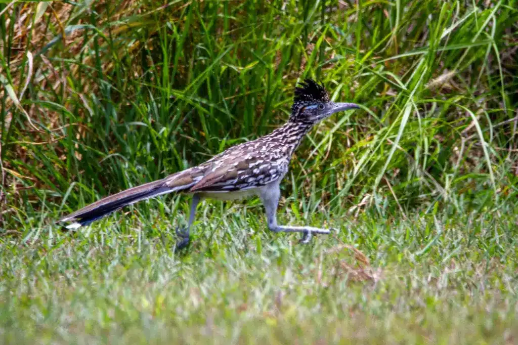 A Roadrunner Bird In The Green Grass