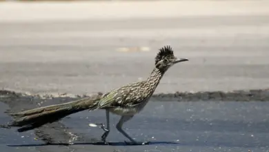 Roadrunners on the Sand