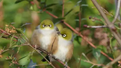 Two Robust White-eyes Perching In The Tree