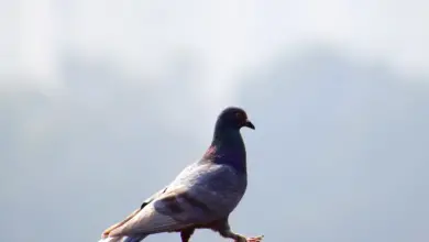 The Rock Doves Walking In A Wooden Chair