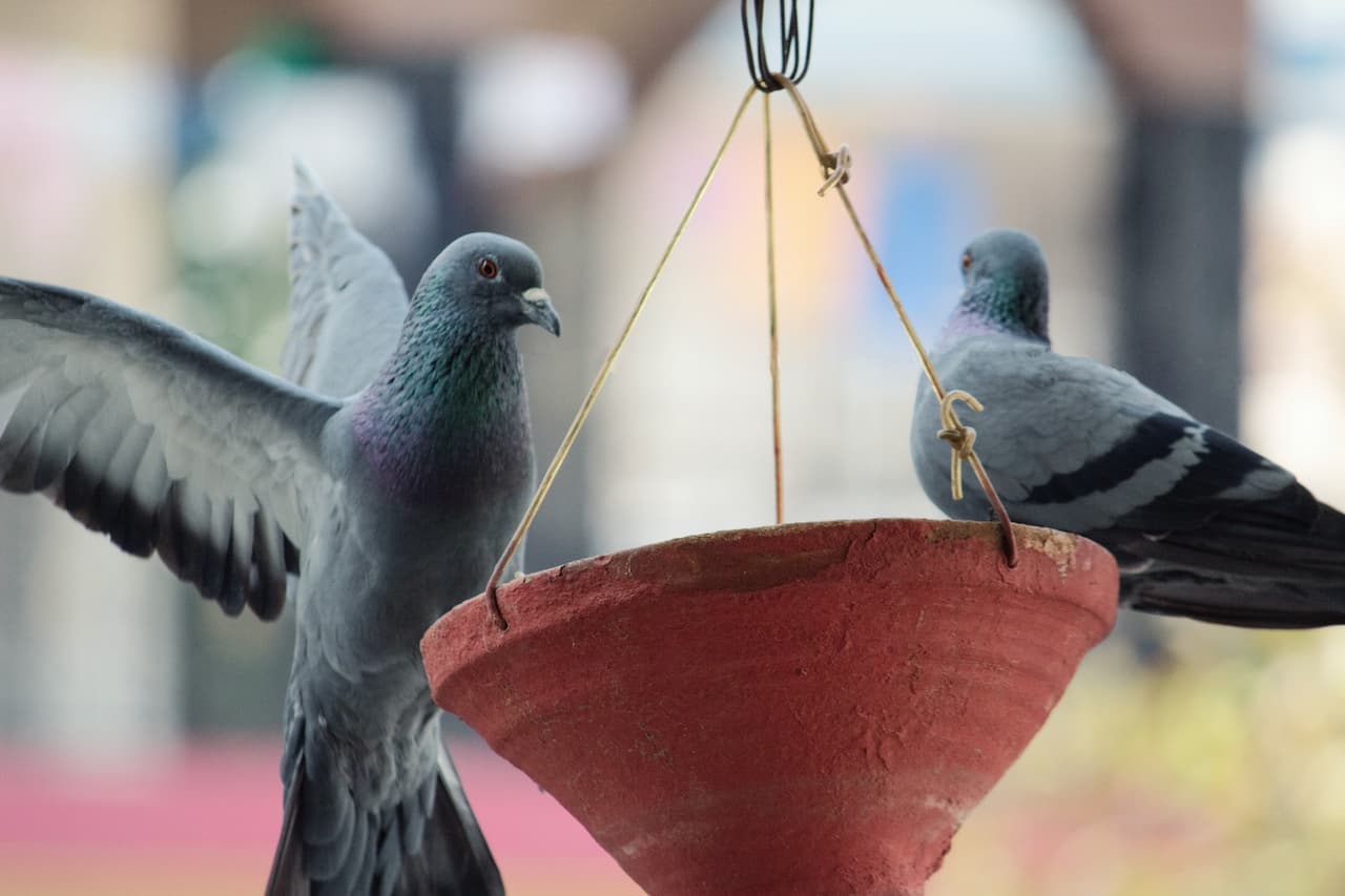 The Two Rock Doves or Rock Pigeons Are Perched In The Pot