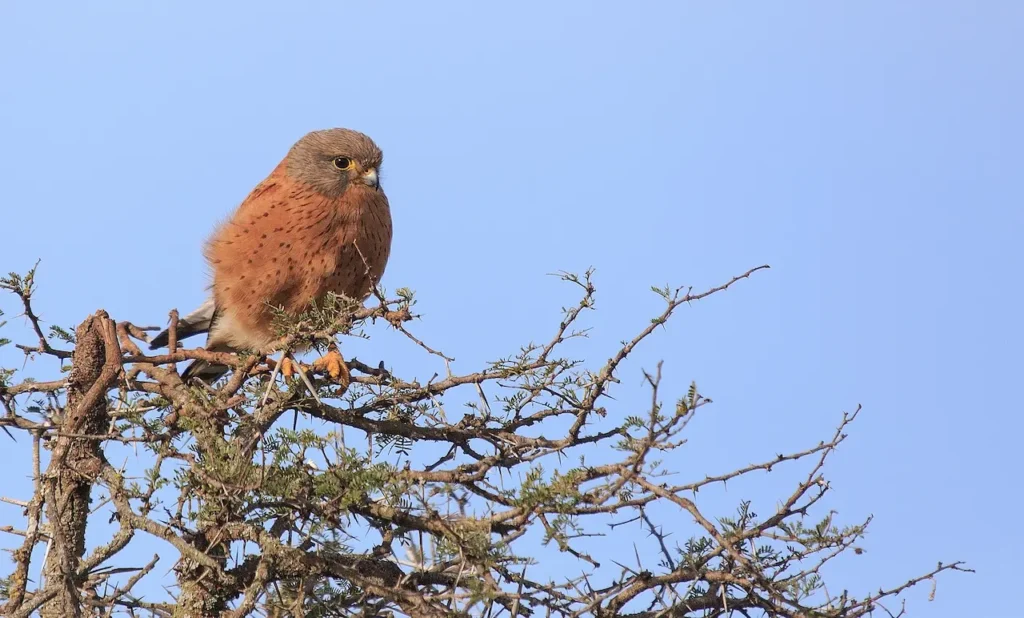 Rock Kestrels 