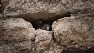 The Rock Kestrels Hiding In A Rock