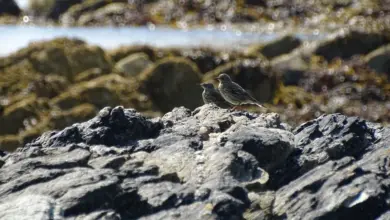 The Two Rock Pipits On A Rocky Beach