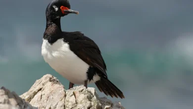 Rock Shags pn the Rocks