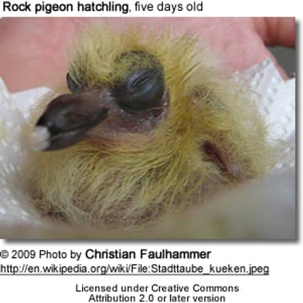 Rock pigeon hatchling - 5 day old