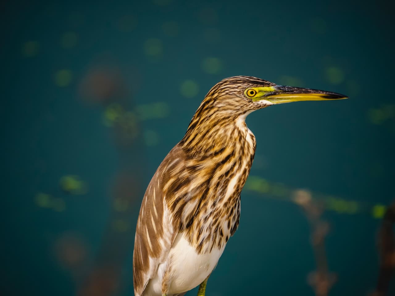 Rodrigues Night Herons have a yellow beak and a brown feather