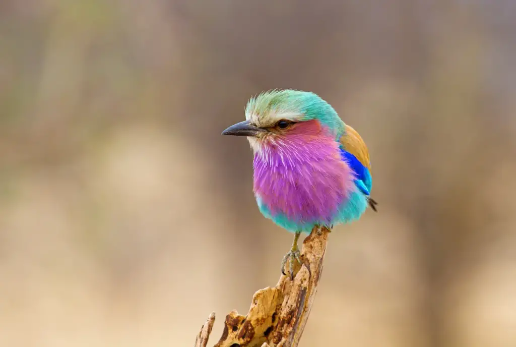 Lilac Breasted Rollers Perched on a Wood