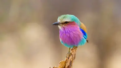 Lilac Breasted Rollers Perched on a Wood