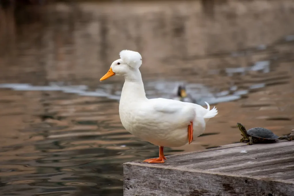 A Roman Tufted Goose Standing In The Pond