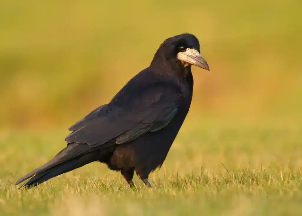 Rooks Standing in the Grass 