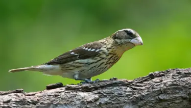 The Rose-Breasted Grosbeak Perched In A Wood Of A Tree