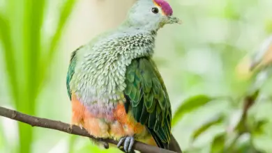 Rose-crowned Fruit Doves Resting on a Tree Branch