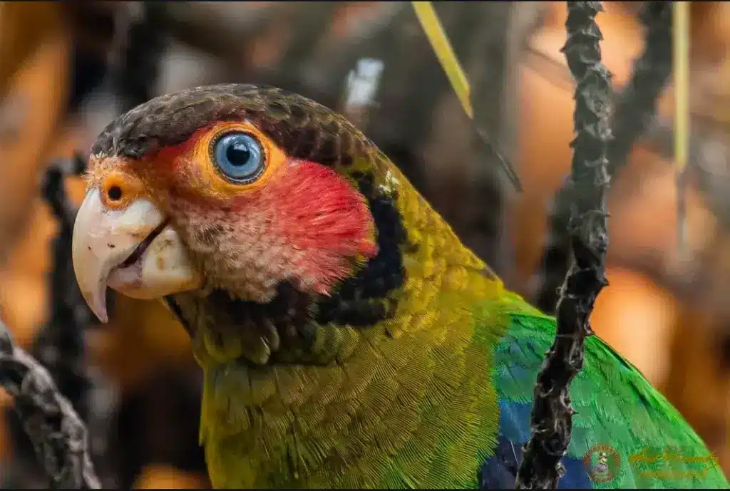 Rose-faced Parrots (Gypopsitta pulchra) Close Up