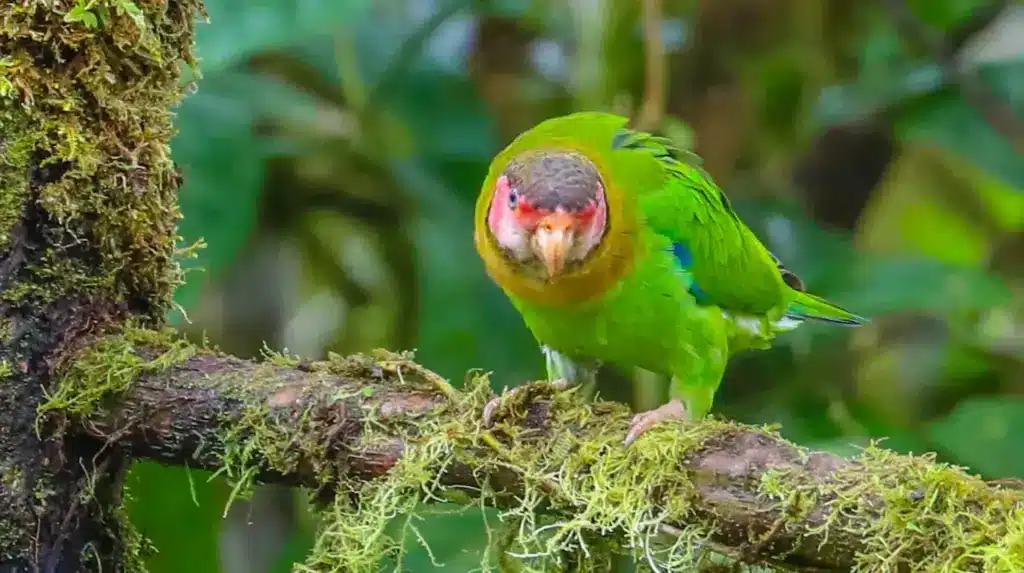 Rose-faced Parrots (Gypopsitta pulchra) On A Branch