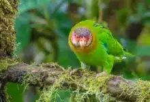 Rose-faced Parrots (Gypopsitta pulchra) On A Branch