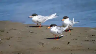 The Three Roseate Tern Standing on the Sand