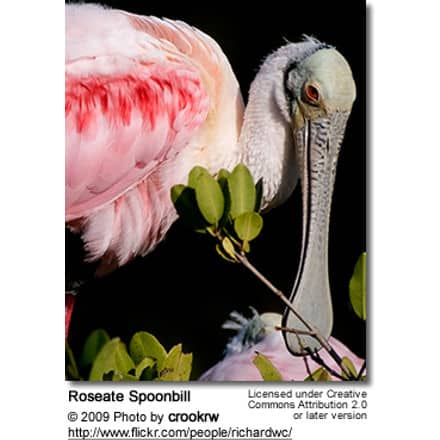 Roseate Spoonbill (Platalea ajaja, sometimes separated in the monotypic genus Ajaia)