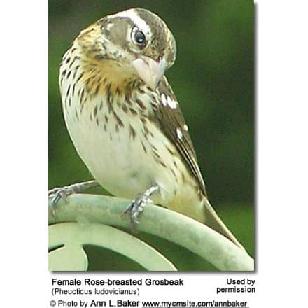 Female Rose-breasted Grosbeak (Pheucticus ludovicianus)