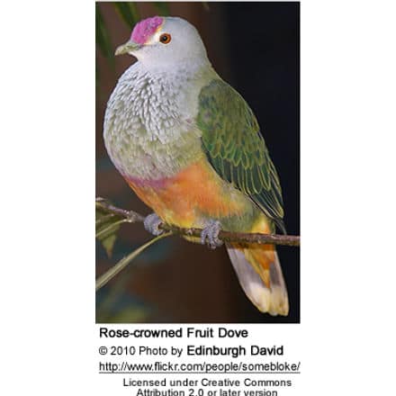 Rose-crowned Fruit Dove, Ptilinopus regina, also known as Pink-capped Fruit Dove or Swainson's Fruit Dove