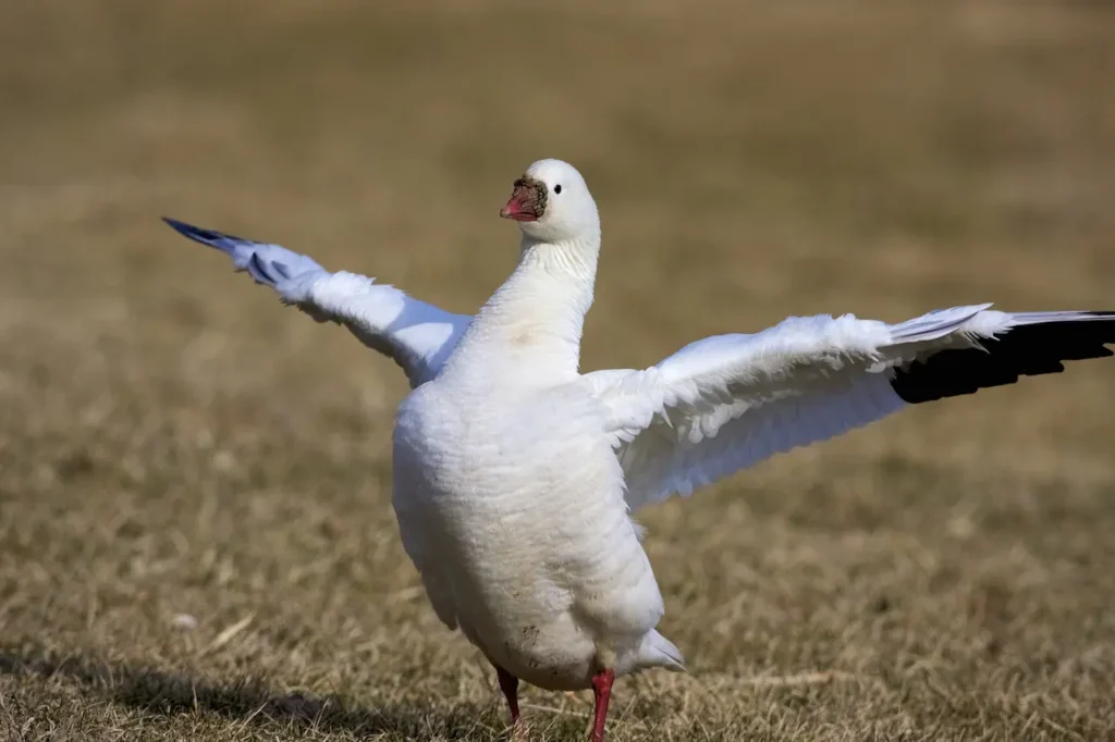 Ross`s Geese Flaps its Wings