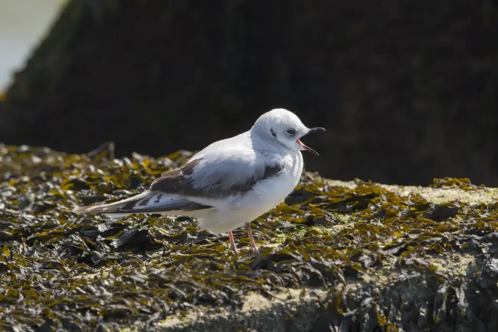 A Ross's Gulls Standing On The Concrete