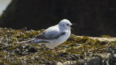 A Ross's Gulls Standing On The Concrete