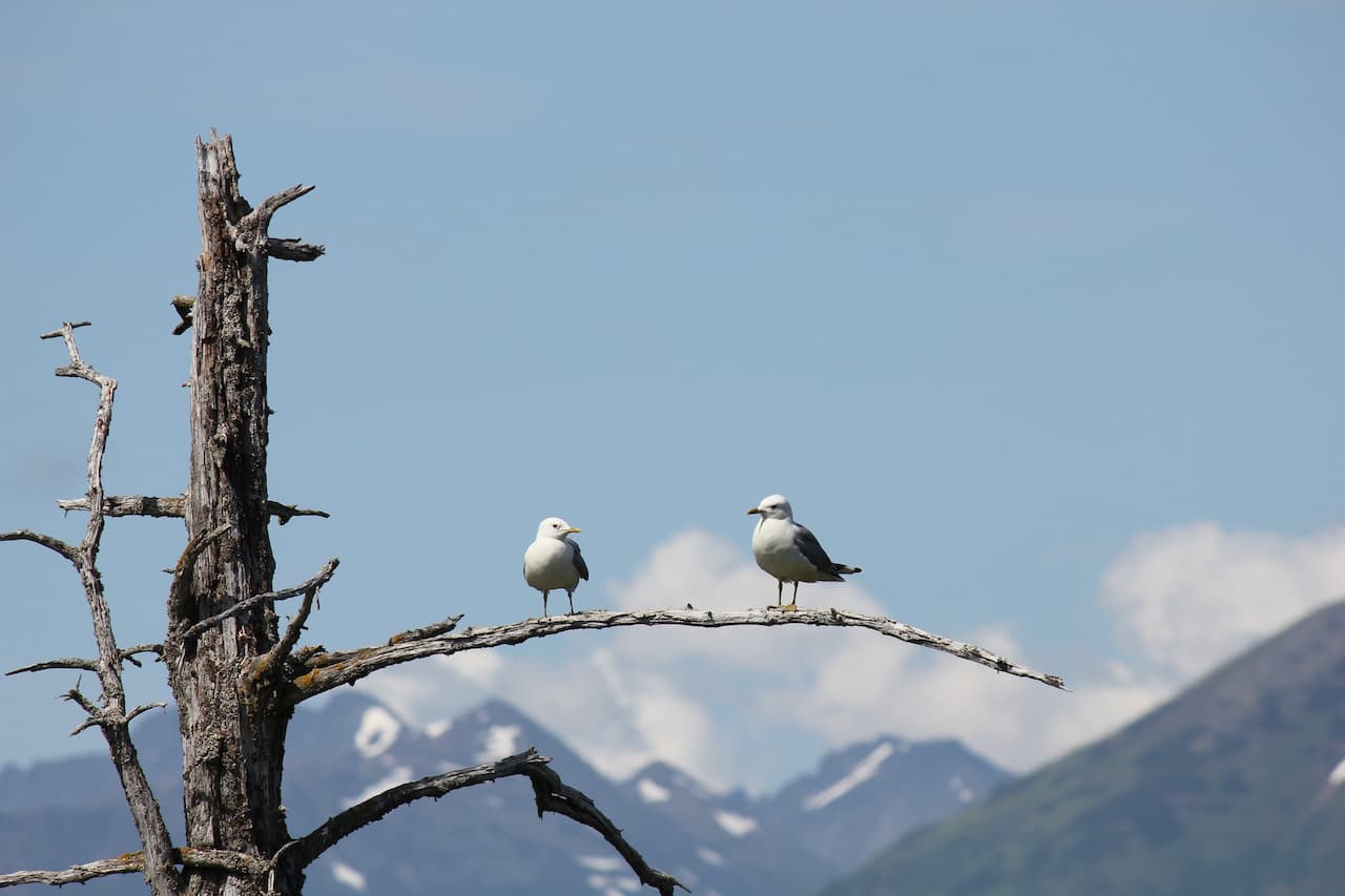 Two Ross's Gulls on the tree branch